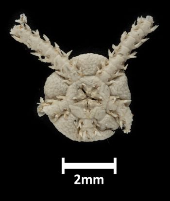 Media type: image;   Invertebrate Zoology OPH-1324 Description: Bottom up view of single ophiuroid specimen with a scale bar.;  Aspect: ventral